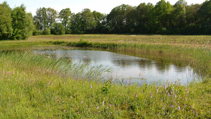 Poeltje in bos aan de overkant