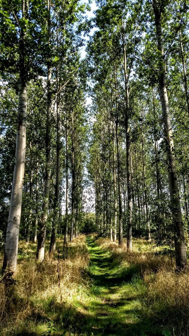 Bospad aan de overkant
