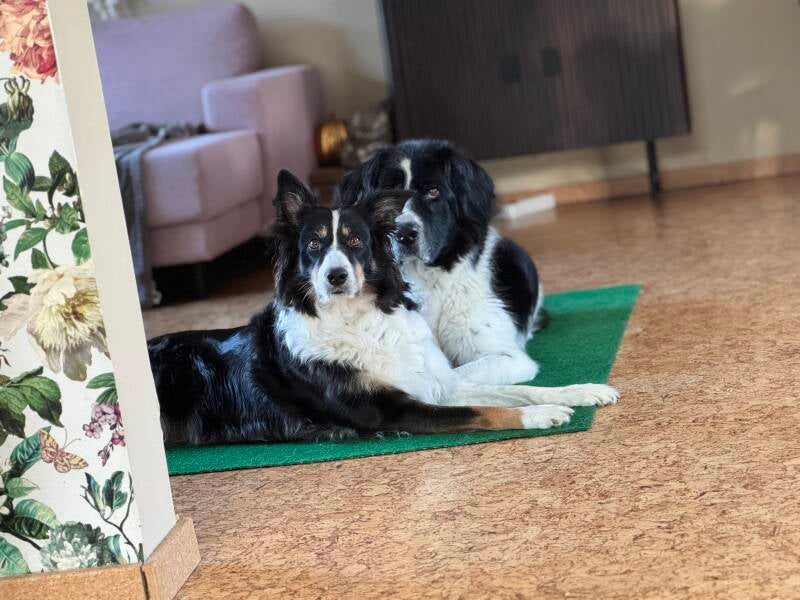 LInda van Butselaar, hondenliefhebber, trainer, hondensportcoach.