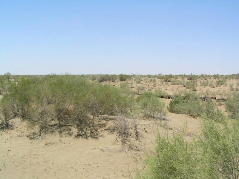 Turkmen desert