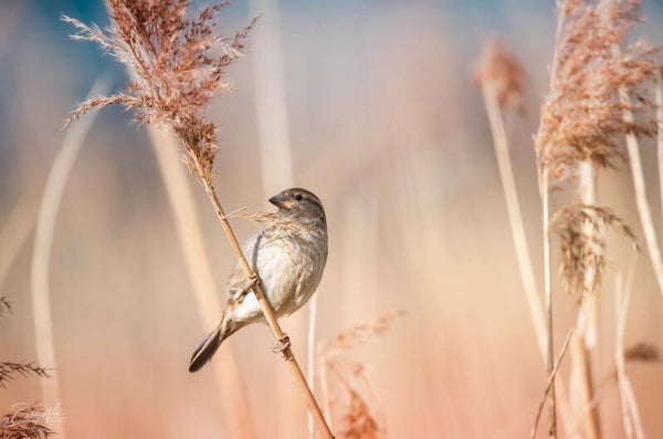 Birdy