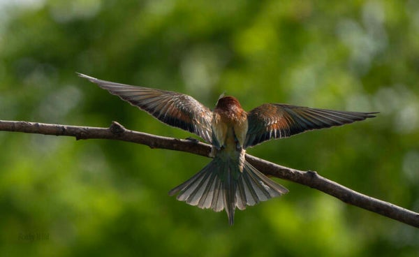 Bird