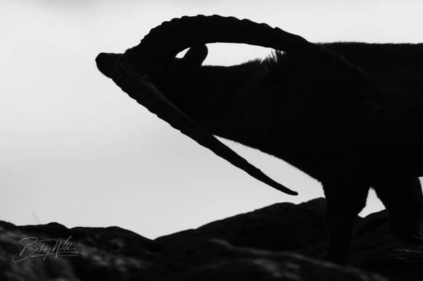 Silhouette