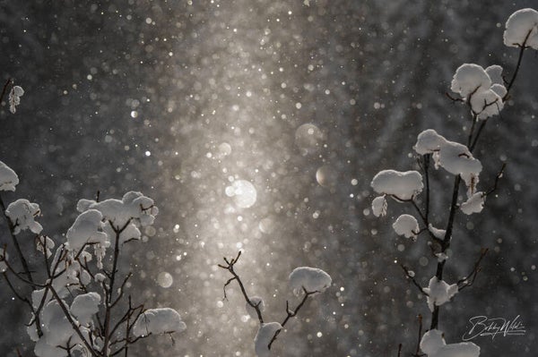 Winter ray