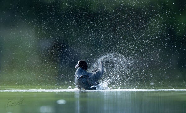 Spray
