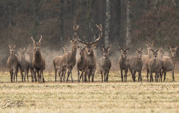 Deer familly