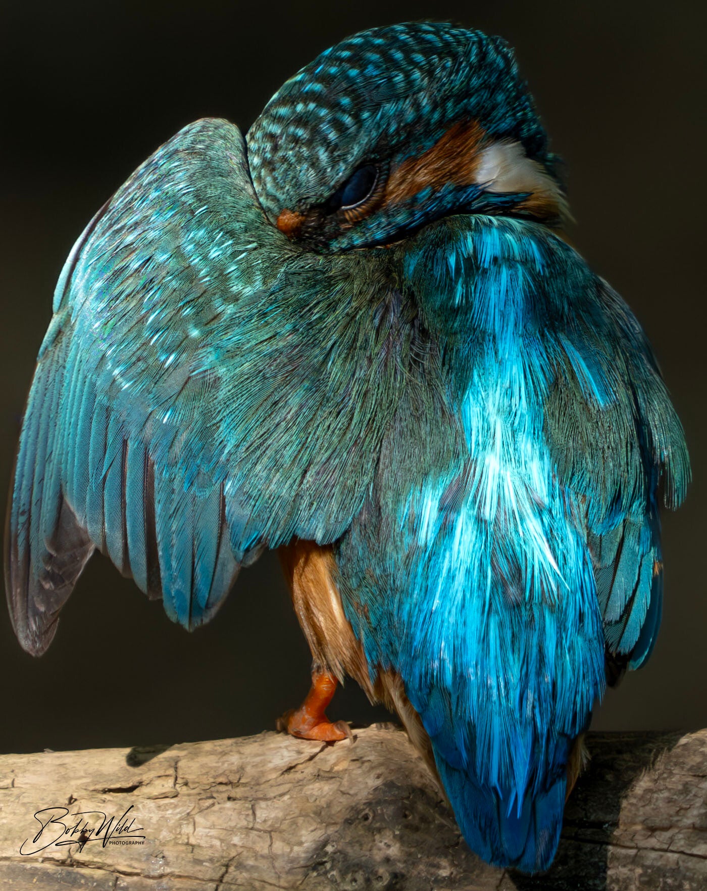 Kingfisher
