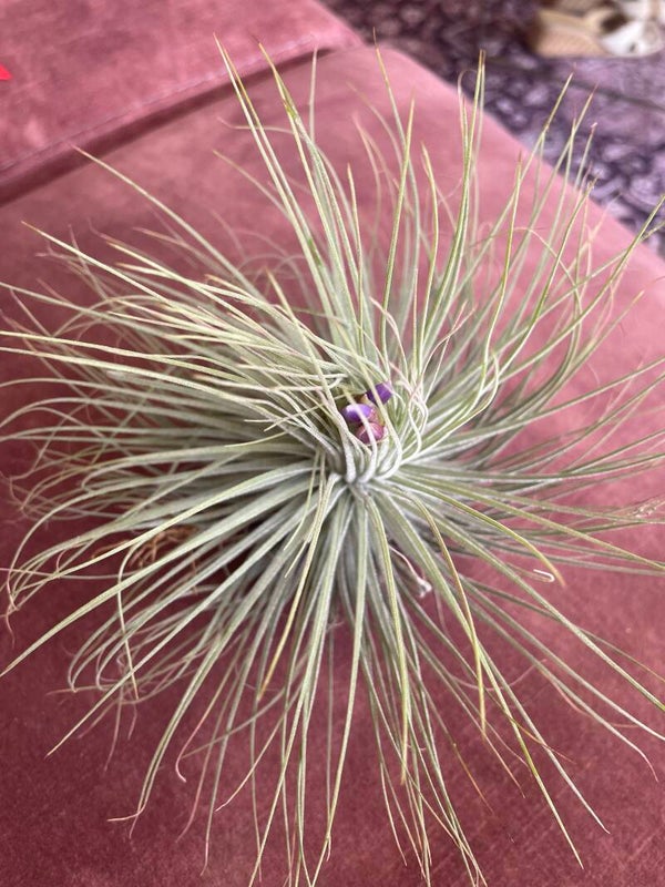 Tillandsia Magnusiana XL