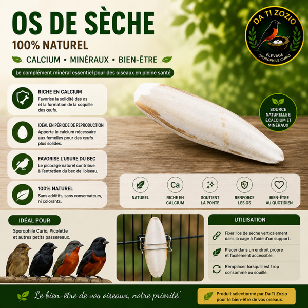 Os de seiche
