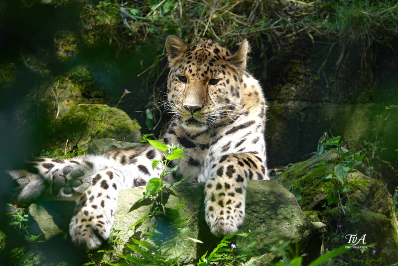 Armoer panter