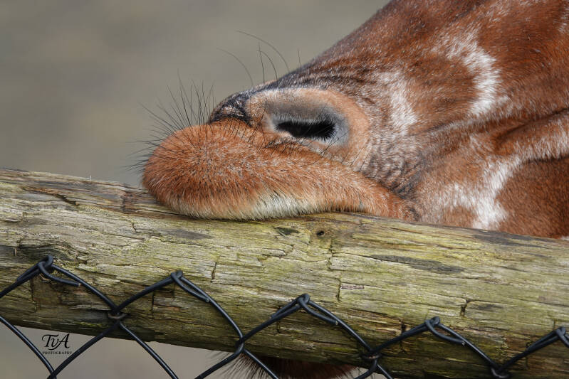 Lippen van een giraf op stam 