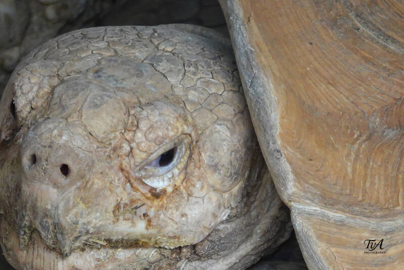 Schildpadkop in close-up