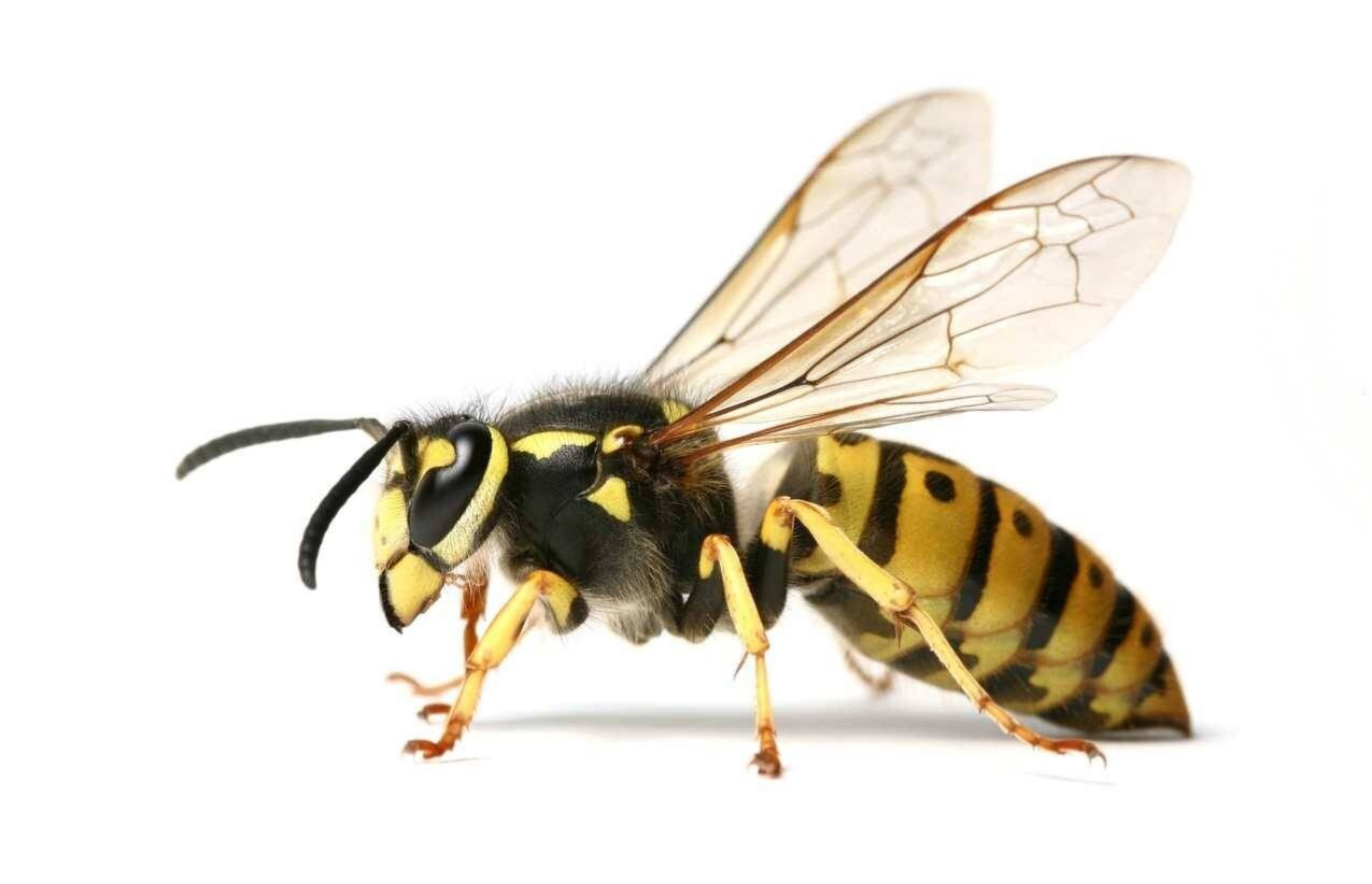 Last van wespen? Ik help u snel en veilig van het probleem af.