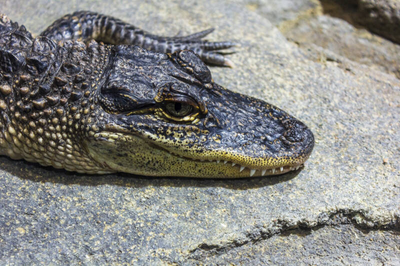aligator