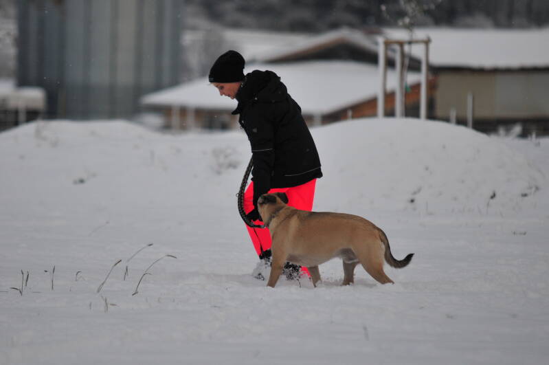 Vorbereitung zur Begleithundeprüfung mti dem Hundesportverein Zimmern o. R. e. V.