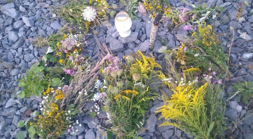 Wildkräutern Jahreskreis