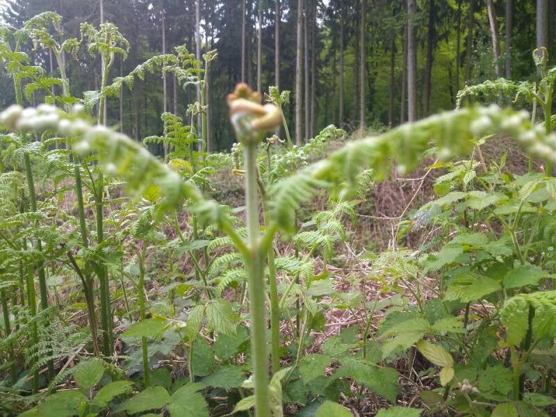Ritual einen geschützten Raum für persönliche Erkenntnisse, Übergänge und inneres Wachstum