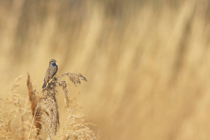 blauwborst