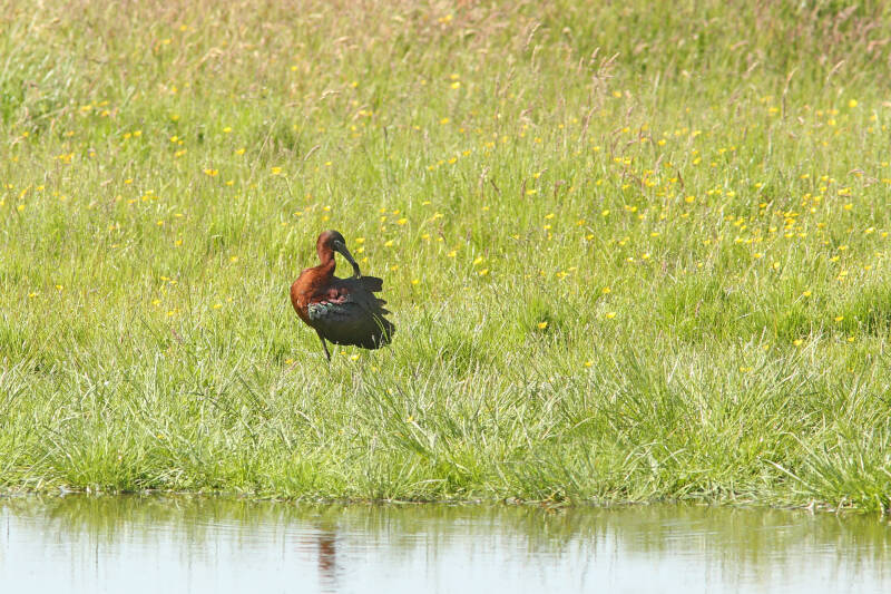 zwarte ibis