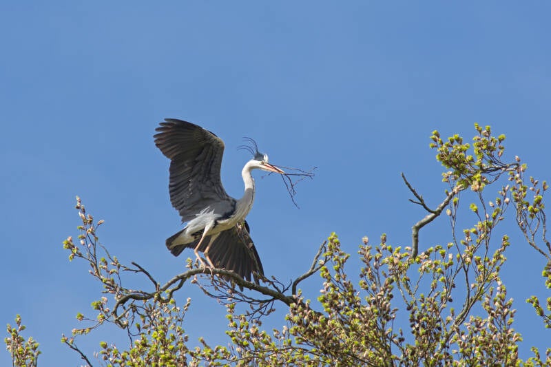 reiger