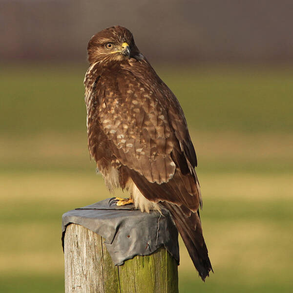 buizerd