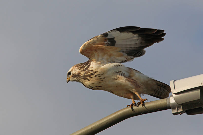 buizerd