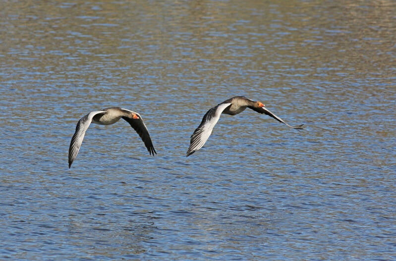 GRAUWE GANS