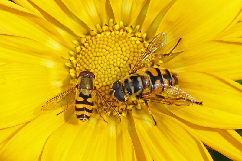 bandzweefvlieg doodskopzweefvlieg