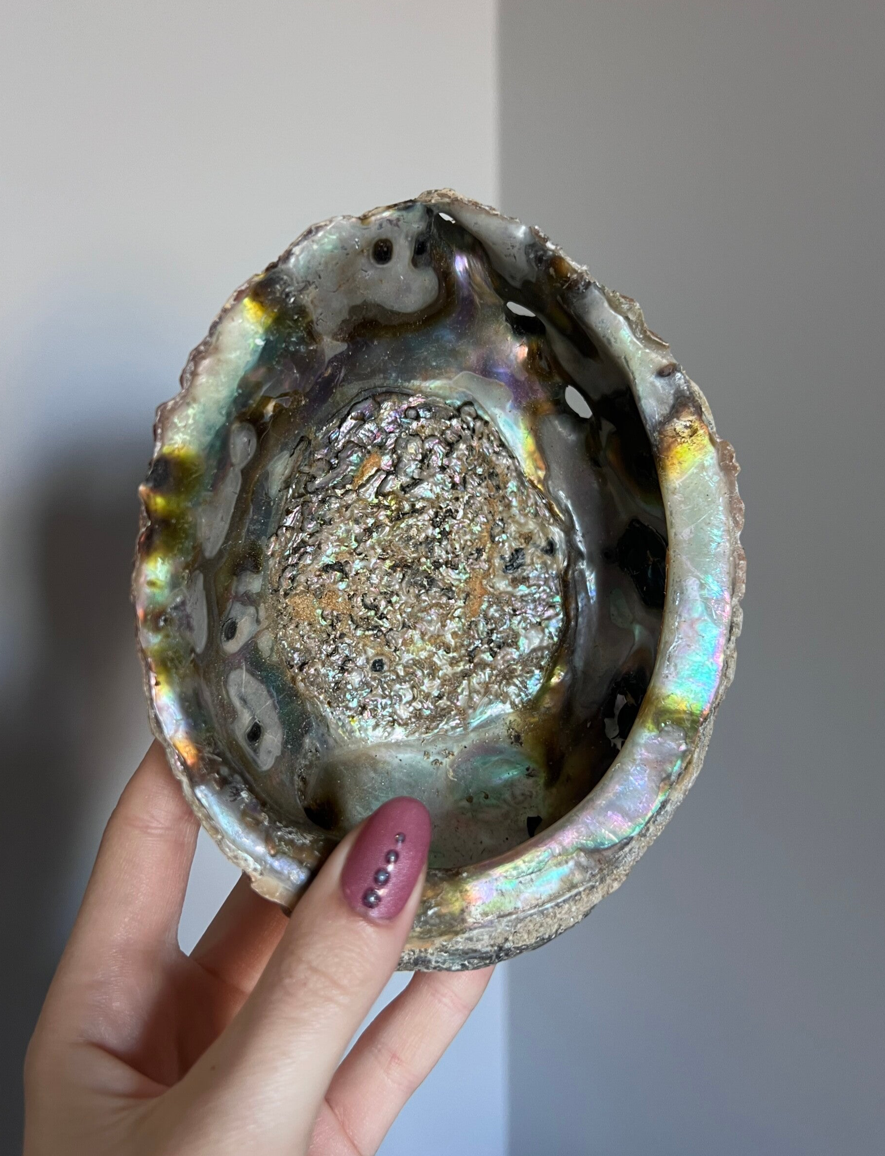 Abalone Schelp #2 (Natuurlijk)