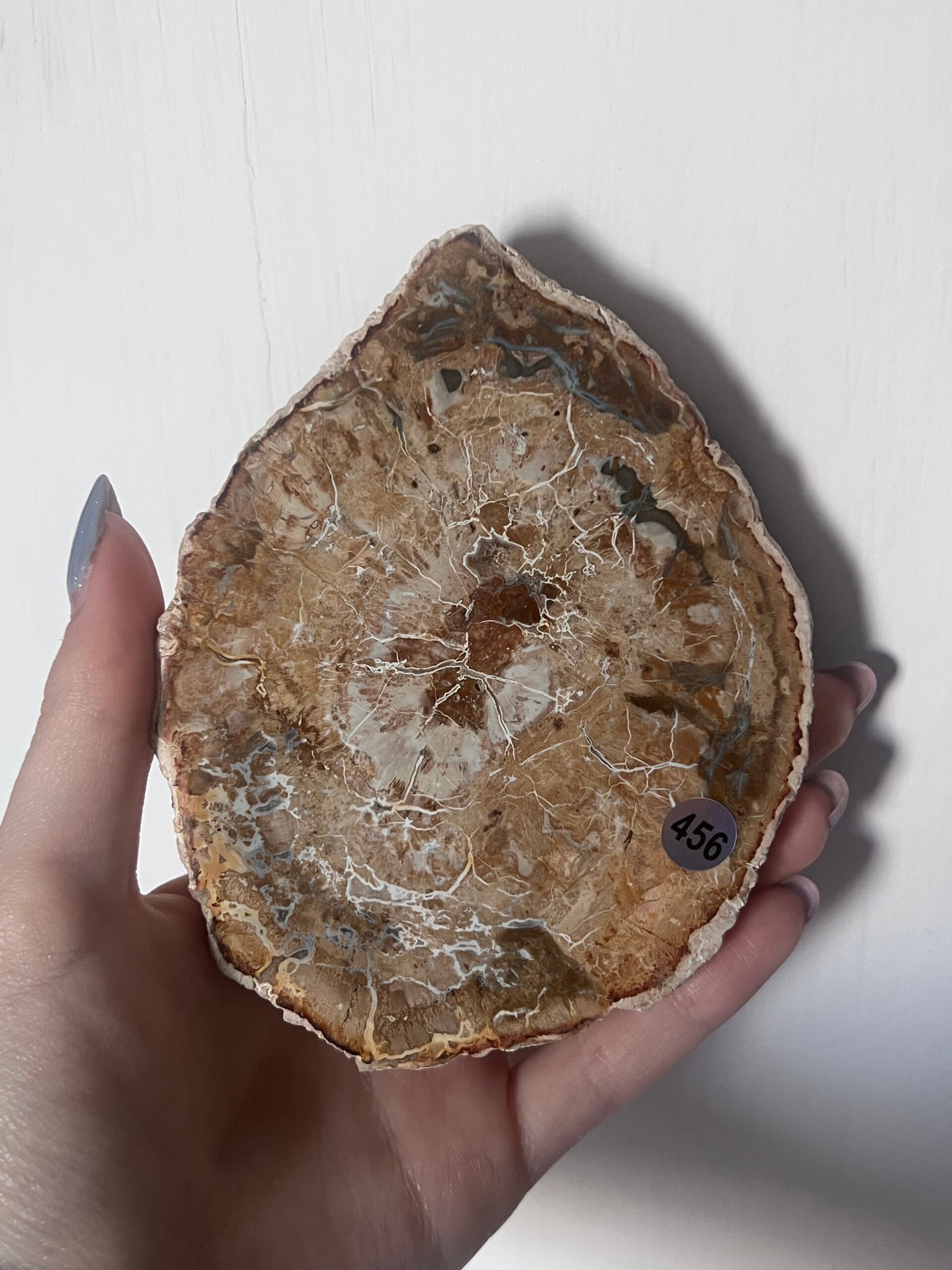 Versteend Hout slab