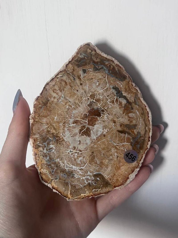 Versteend Hout slab