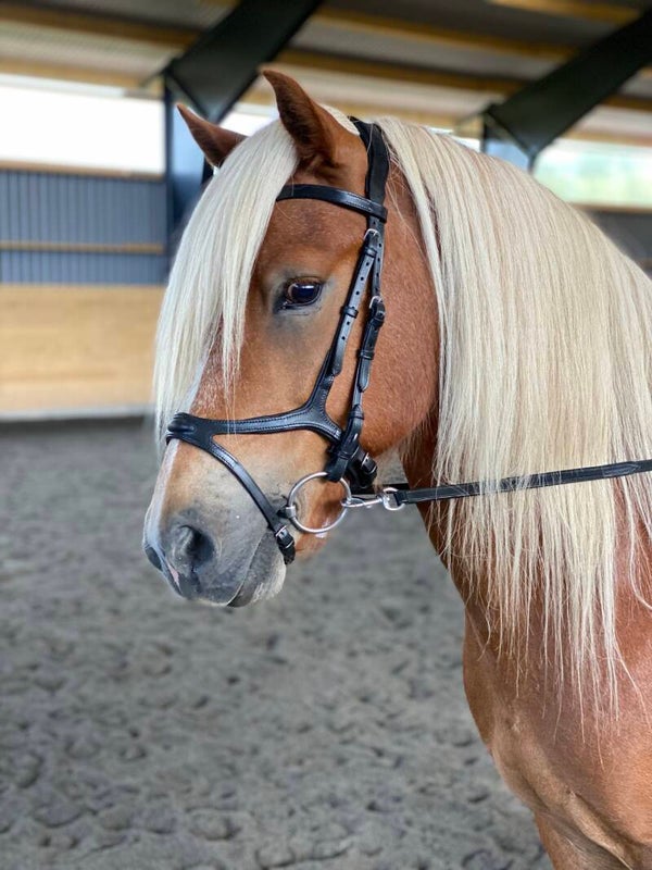 HR Anatomiskt Träns Amor