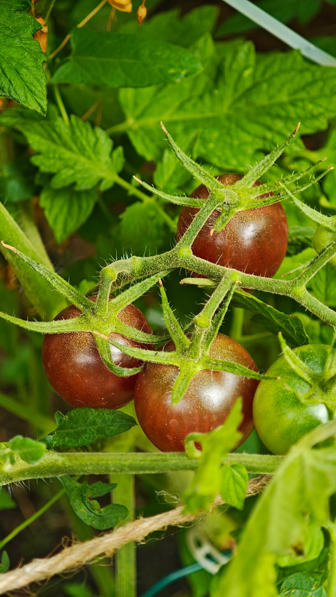 Black Cherry