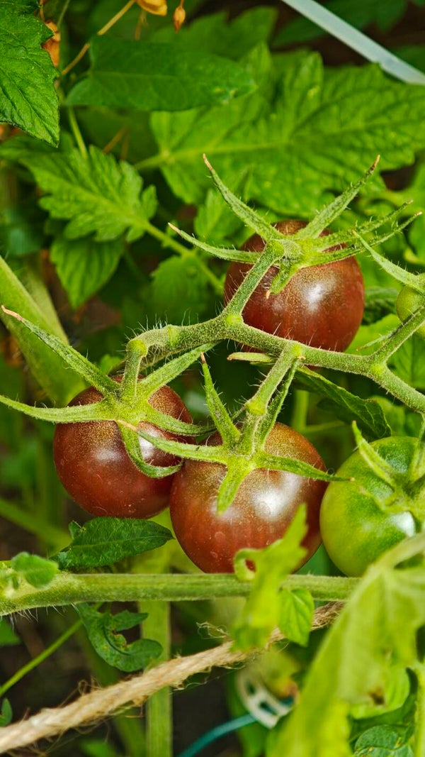 Black Cherry