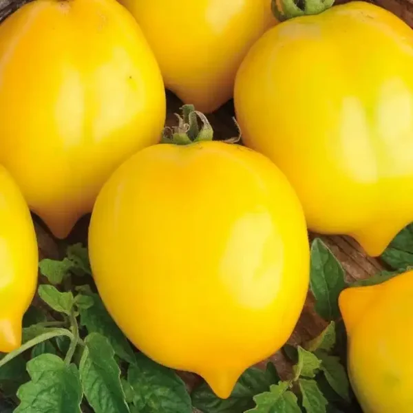 Citron Russe