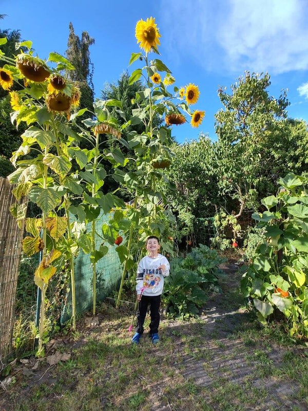 Tournesol Geant