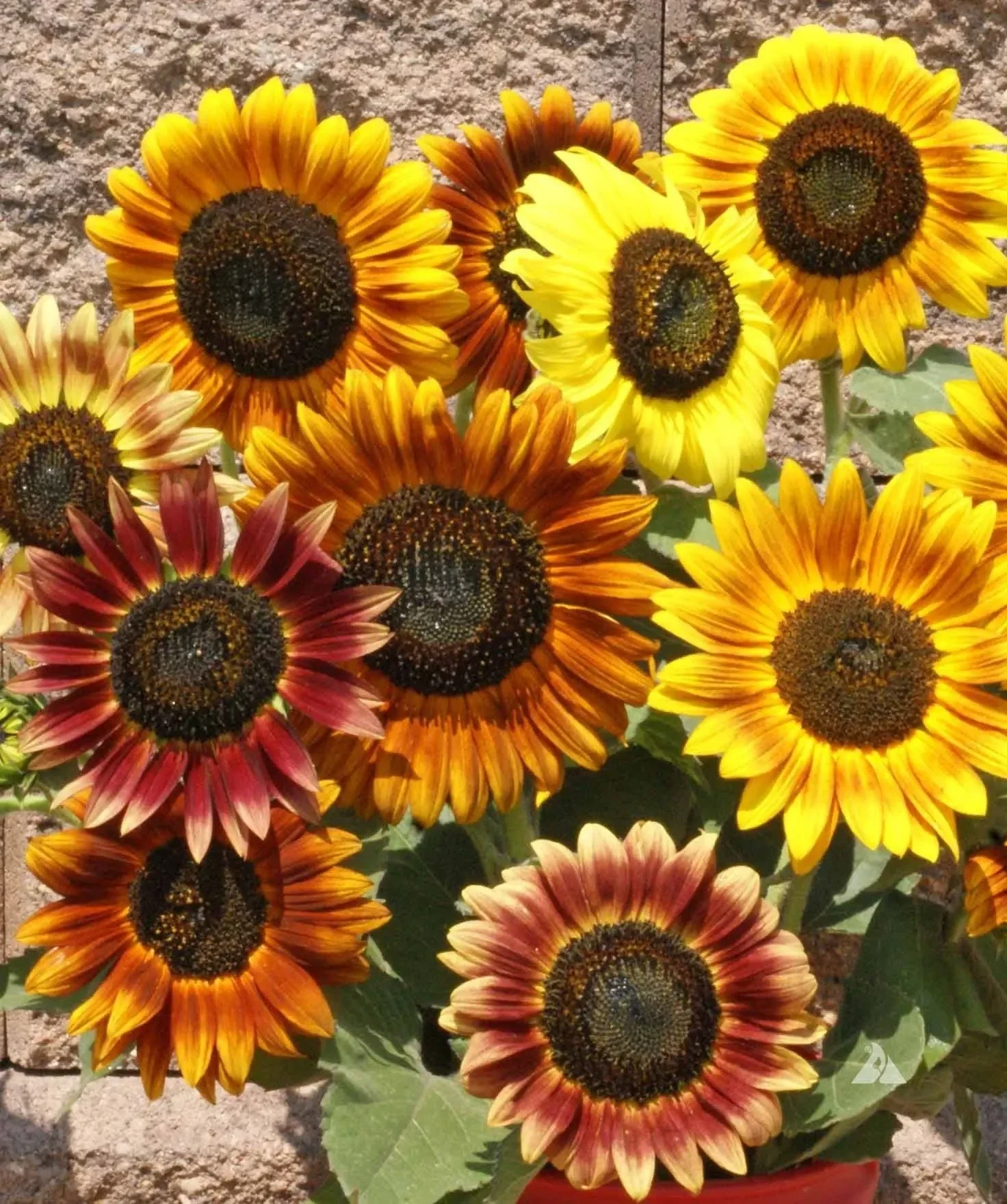 Tournesol en Mélange.