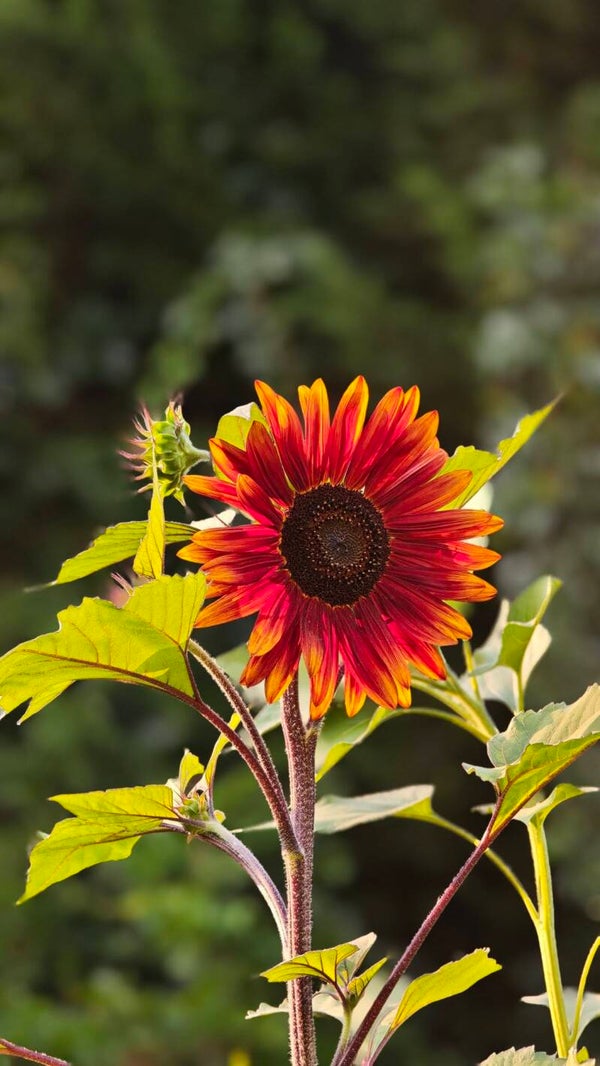 Tournesol Brun-Rouge du Soleil