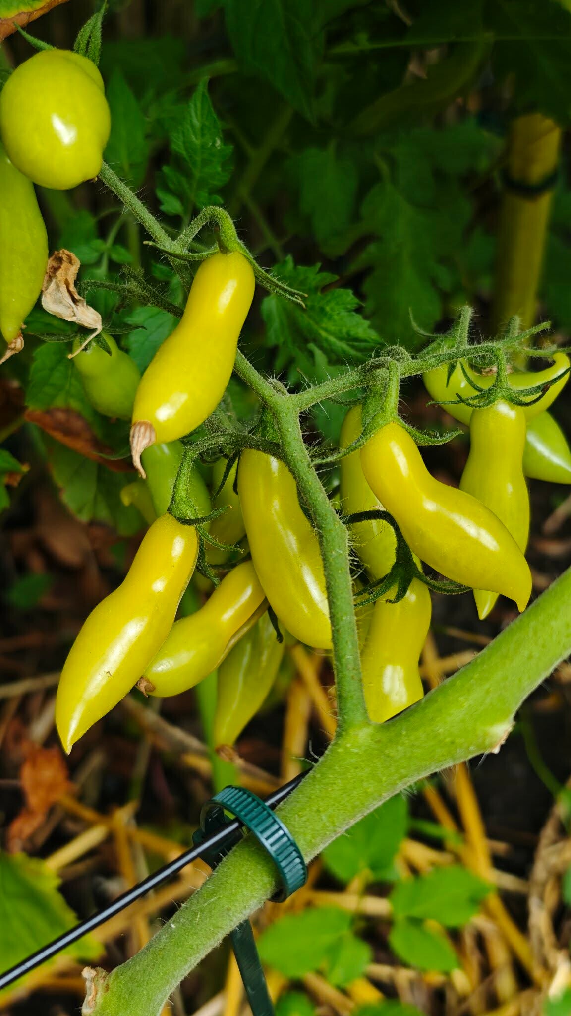 Dancing Green Fingers