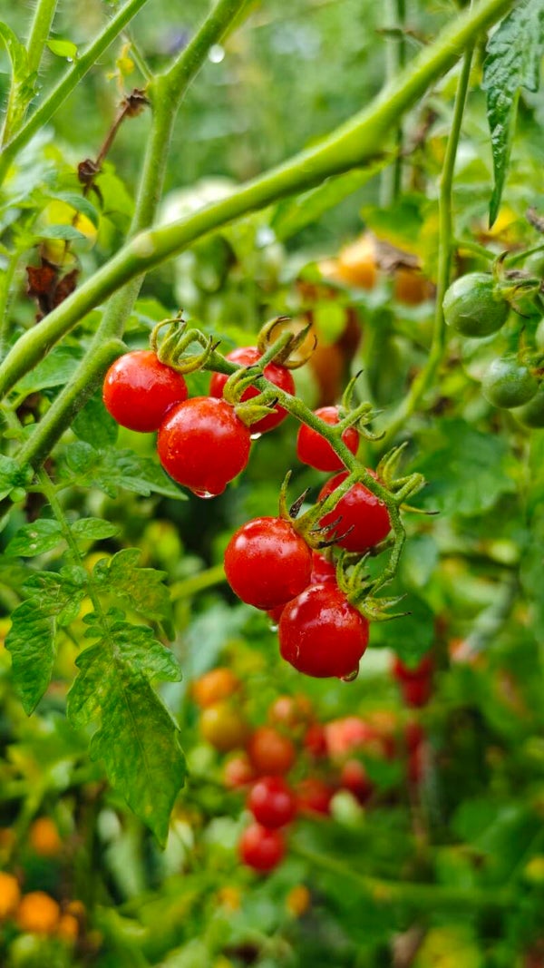 Cerise Barbaniaka