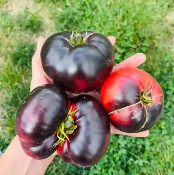 Purple Apple
