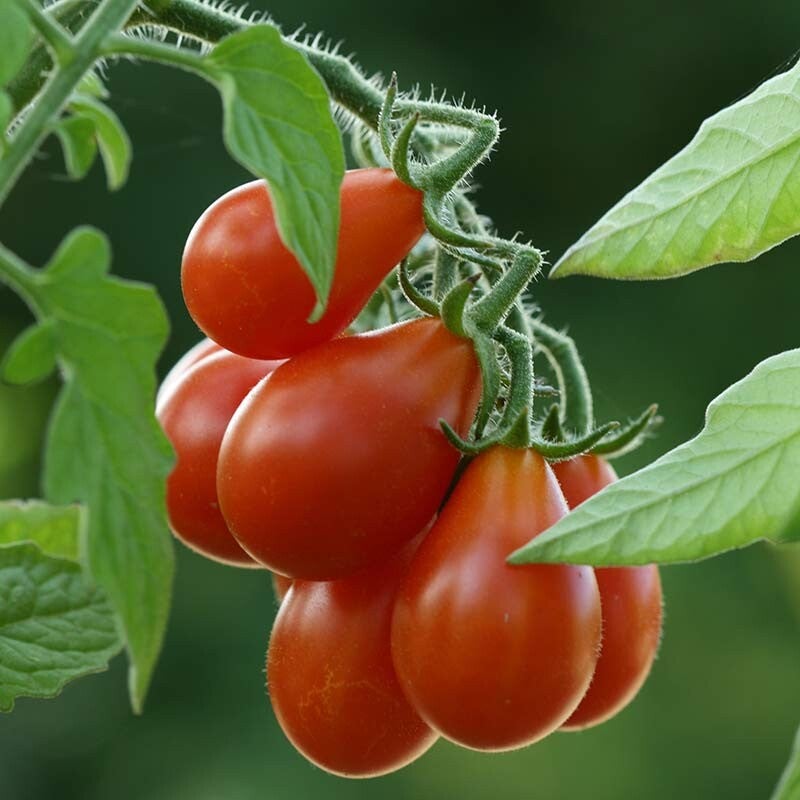 Poire Rouge