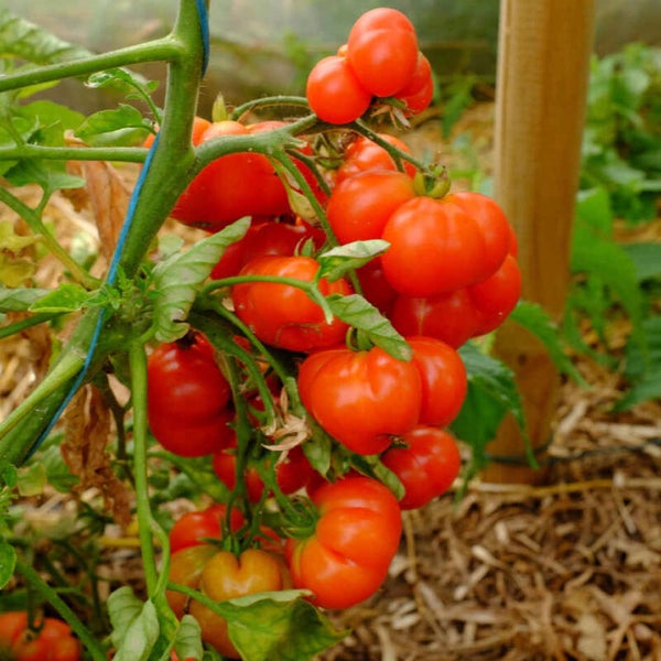 Tomate Du Voyageur