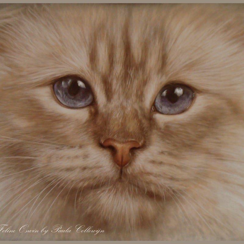 The Art of Feline Oswin