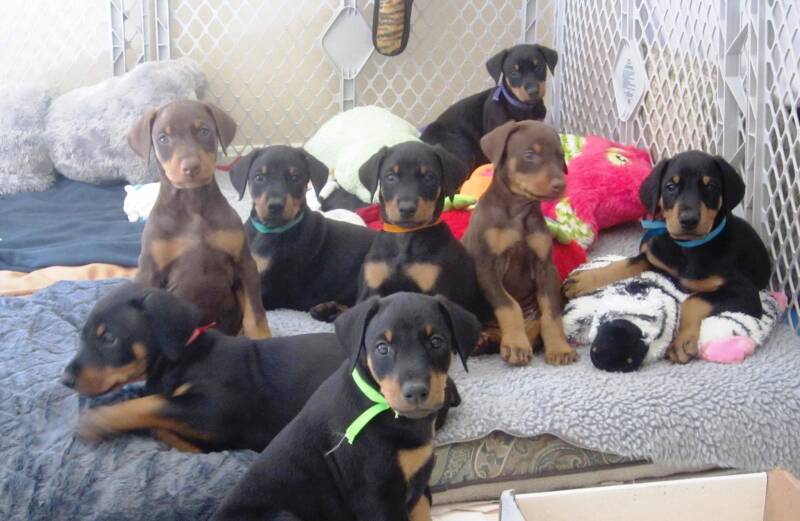 Doberman Puppies