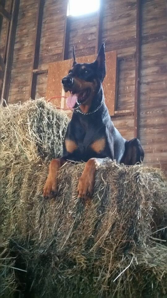 Doberman Extrodinaire
