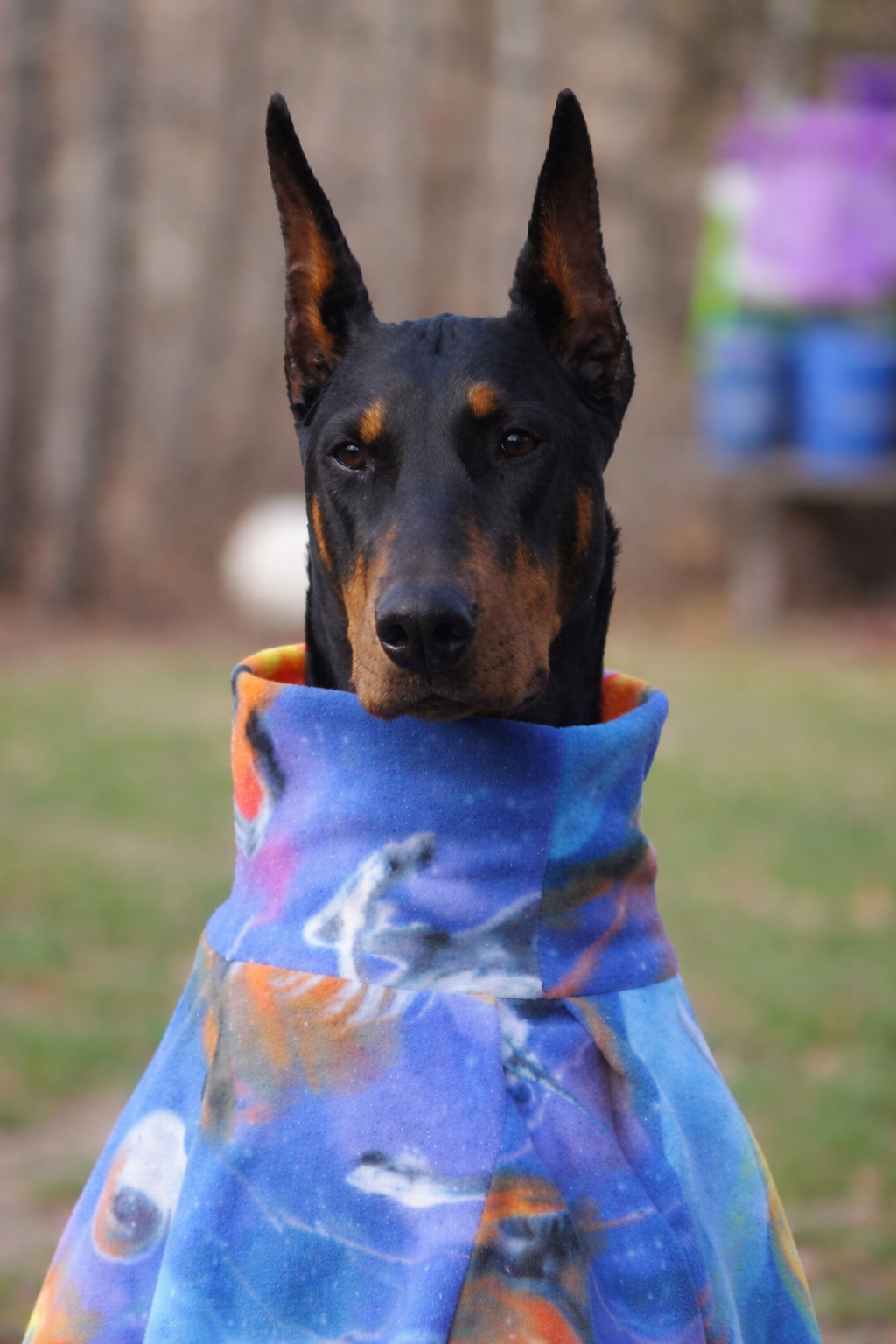 Sassy, Smart Doberman, so missed
