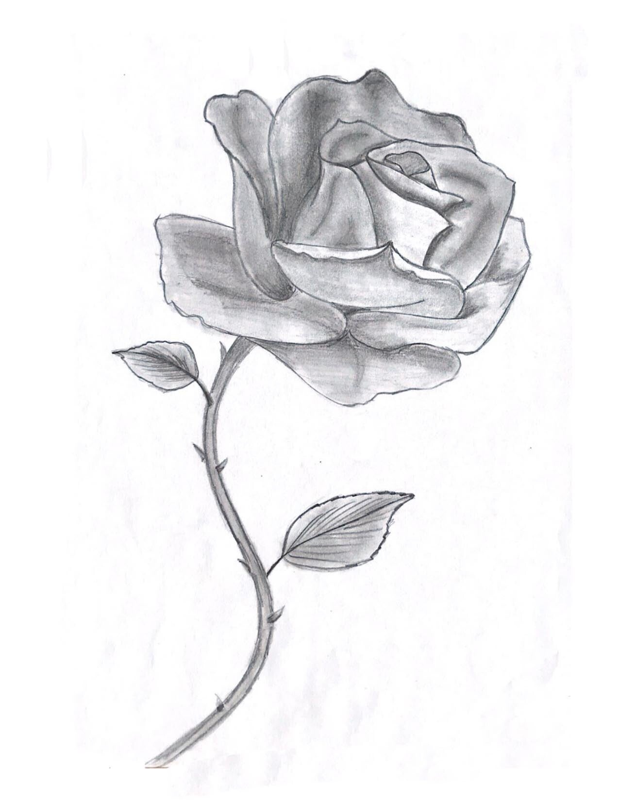 Dessin d'une rose