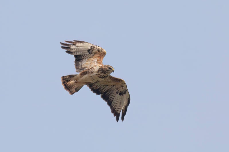 buizerd