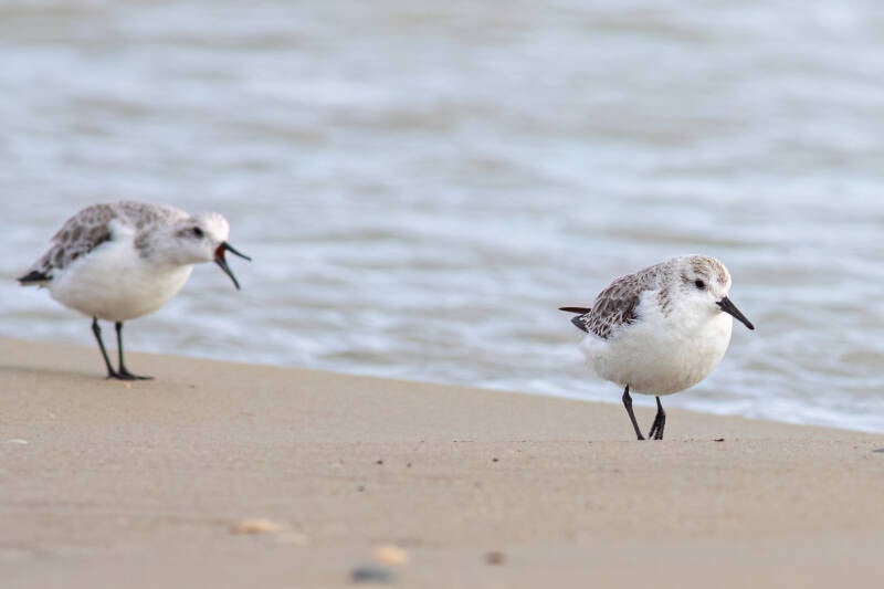 drieteenstrandlopers
